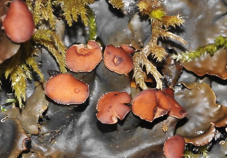 Peltigera horizontalis